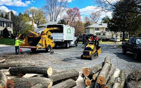 Cayucos, CA Tree Care Company