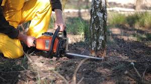 Best Tree Removal  in Yucos, CA
