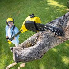 Best Tree Disease Treatment  in Yucos, CA