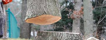 Best Fruit Tree Pruning  in Yucos, CA