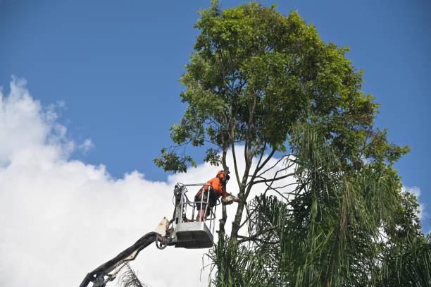 Best Firewood Processing and Delivery  in Yucos, CA