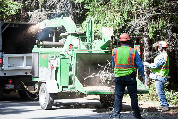  Yucos, CA Tree Care Pros