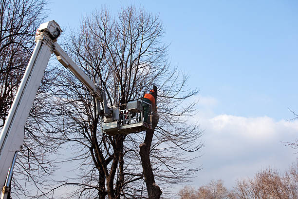How Our Tree Care Process Works  in  Cayucos, CA